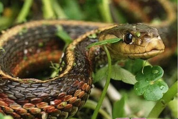 夜里梦见蛇是什么征兆女人