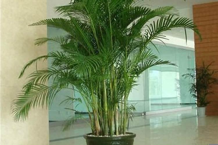 散尾葵有什么风水作用