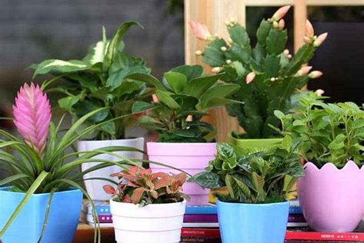 适合在办公桌上放的绿植有哪些