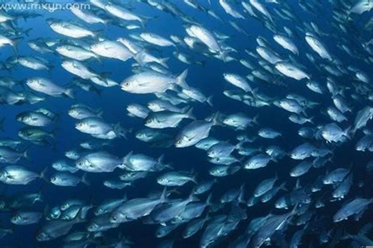 已婚女人梦见抓好多大鱼