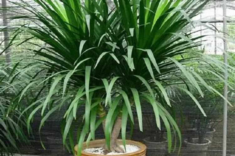 铁树与风水作用有哪些关系