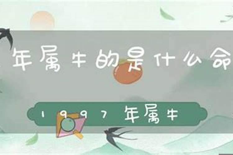 97年属牛女一生命运如何
