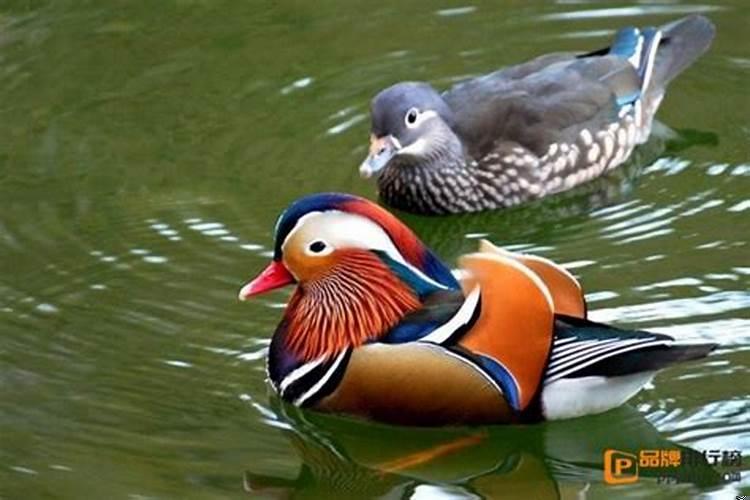 鸳鸯是什么意思