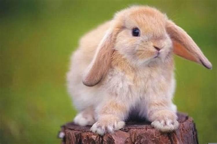 兔子有什么注意事项