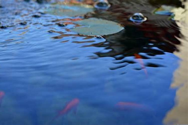 梦见水池里满满的水是什么意思啊