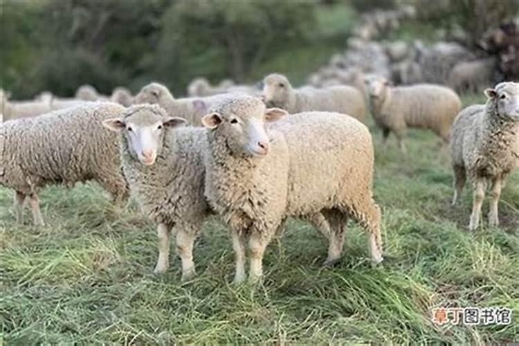 79年的羊财运怎么样