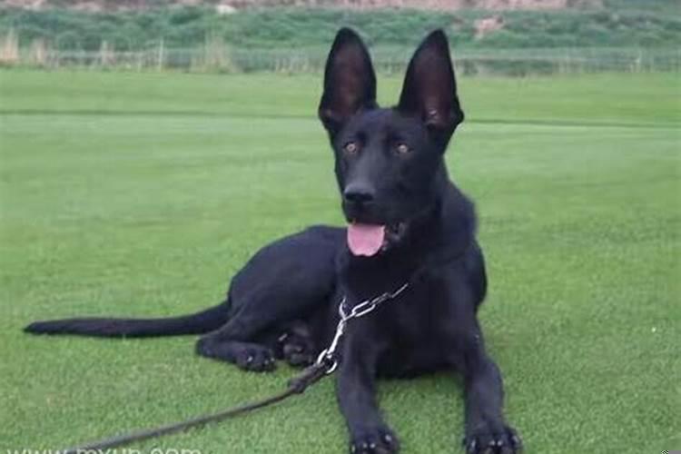 梦见黑狗要咬自己