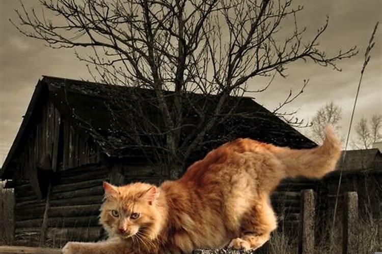 法院能直接离婚吗