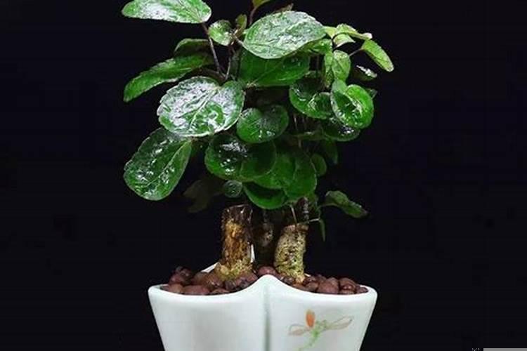 家里增加财运的植物