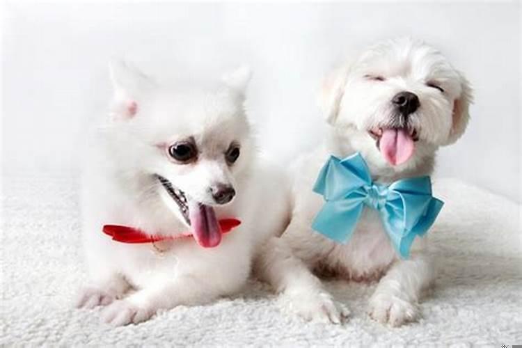 属猪与属虎婚姻合不合