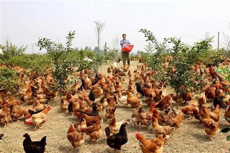 梦见鸡下蛋了是什么意思