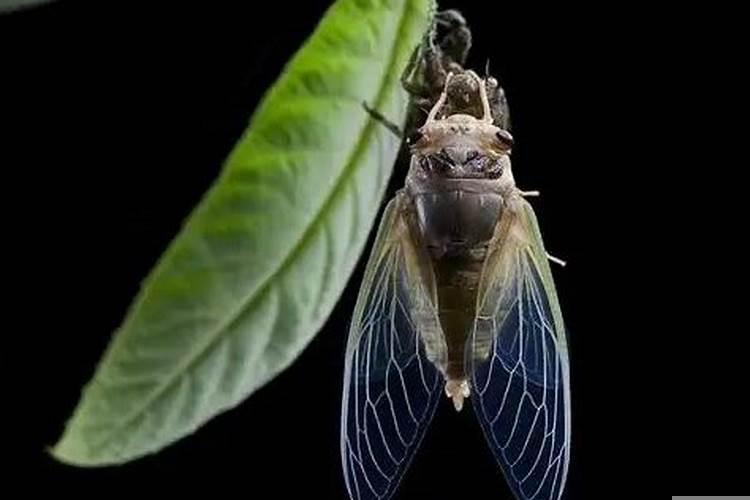 梦见蝉飞进家里什么预兆