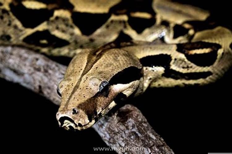 怀孕的梦见蟒蛇是什么意思