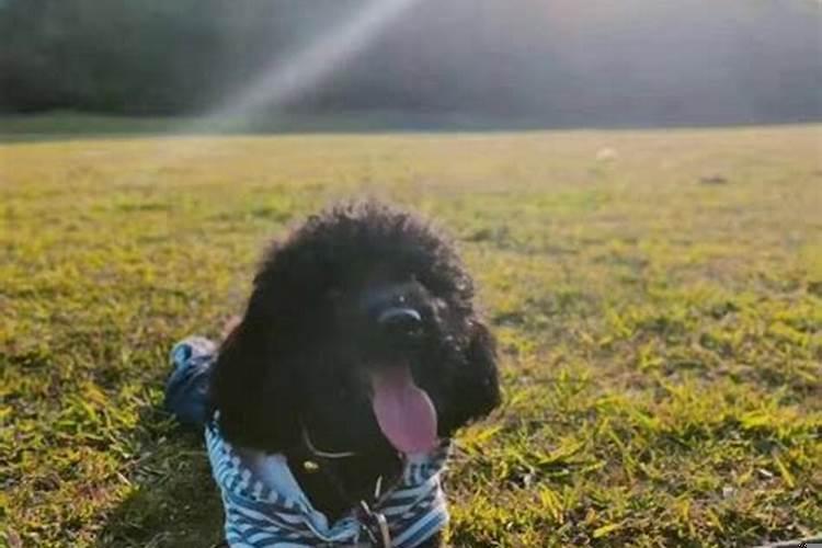 梦见自己的养的狗死了