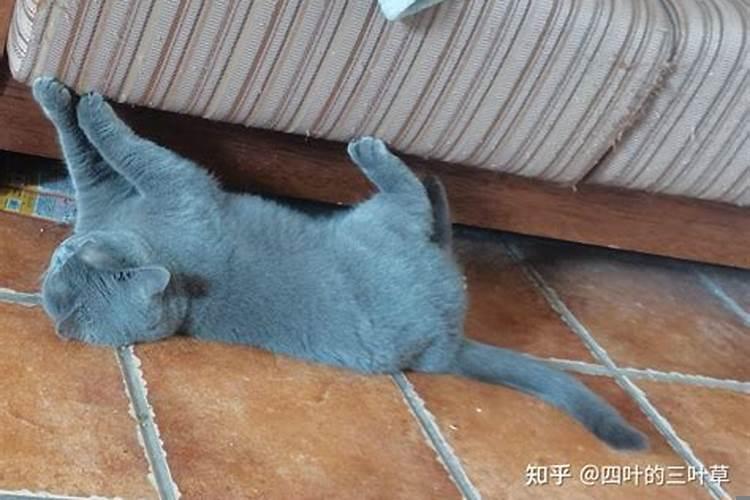 家里养猫注意什么