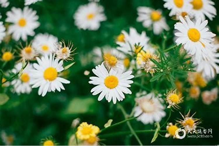 这几天那天是黄道吉日吗