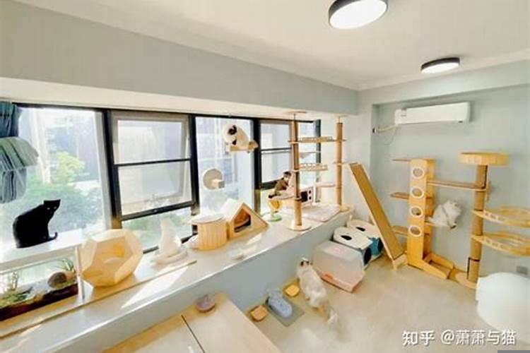 家里养猫注意什么
