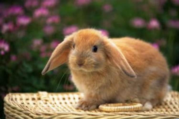 男兔女虎相配吗婚姻