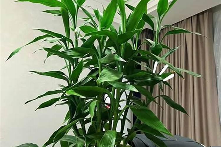 风水富贵竹摆在家里什么位置好
