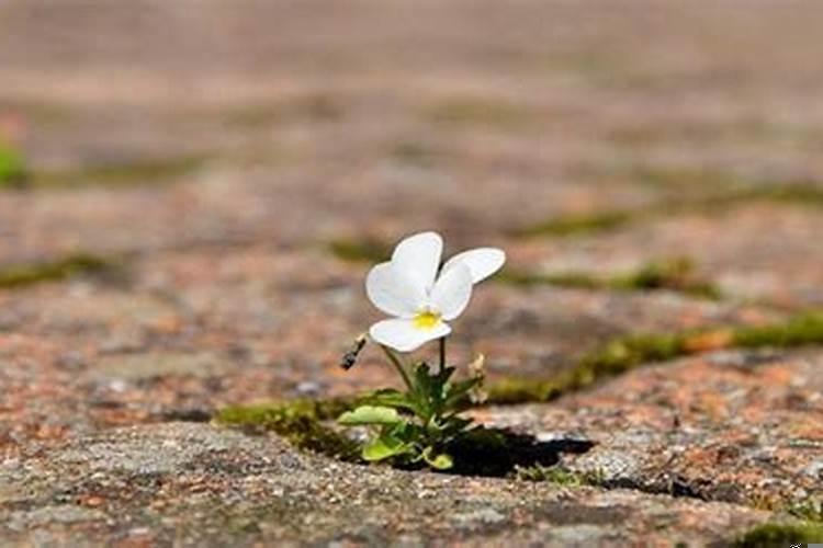 十二生肖谁经常被欺负