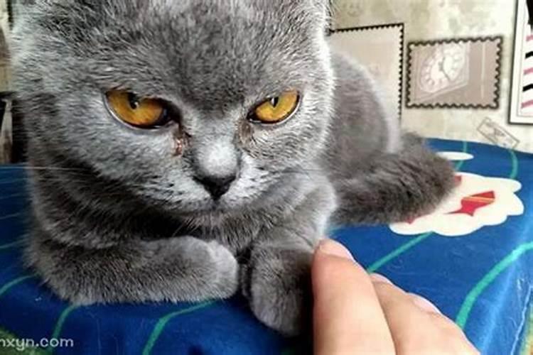 梦见猫被我打出血