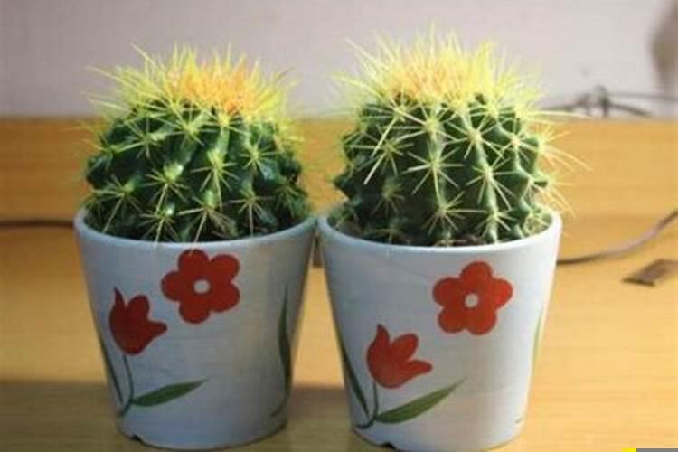 仙人掌的摆放风水