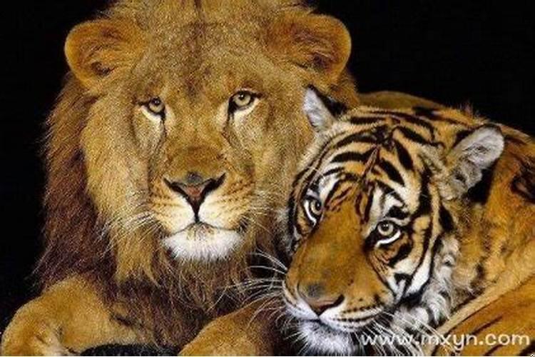 梦见老虎和狮子是什么预兆