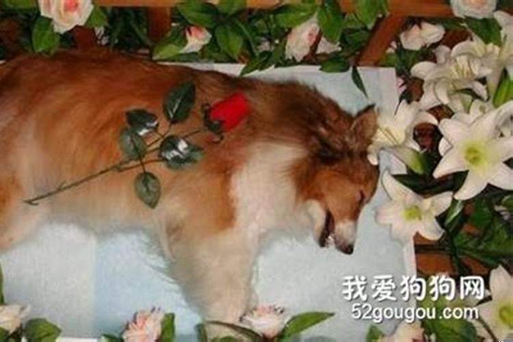 梦见自己的养的狗死了