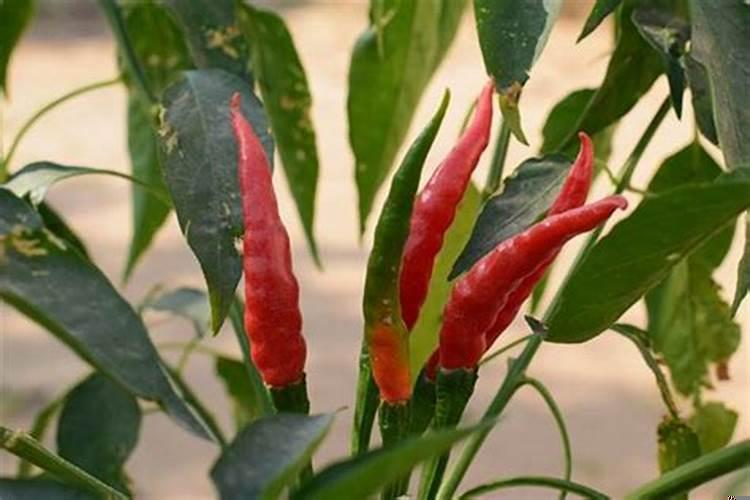 梦见辣椒树什么意思