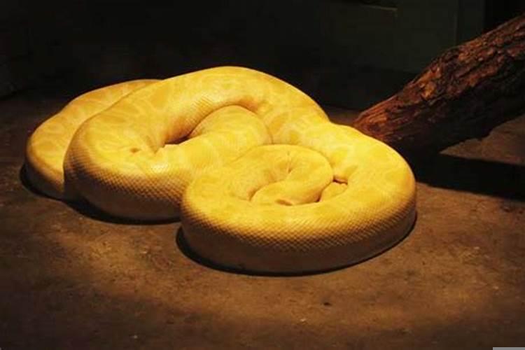 梦见蟒蛇有什么预兆