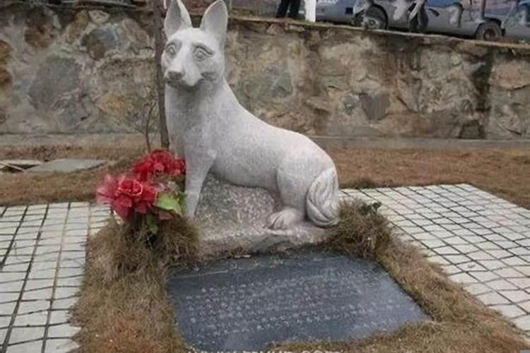 梦见自己的养的狗死了