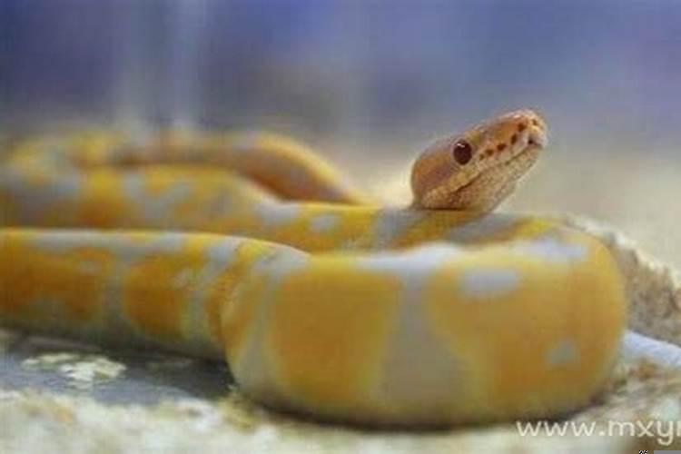 怀孕的梦见蟒蛇是什么意思