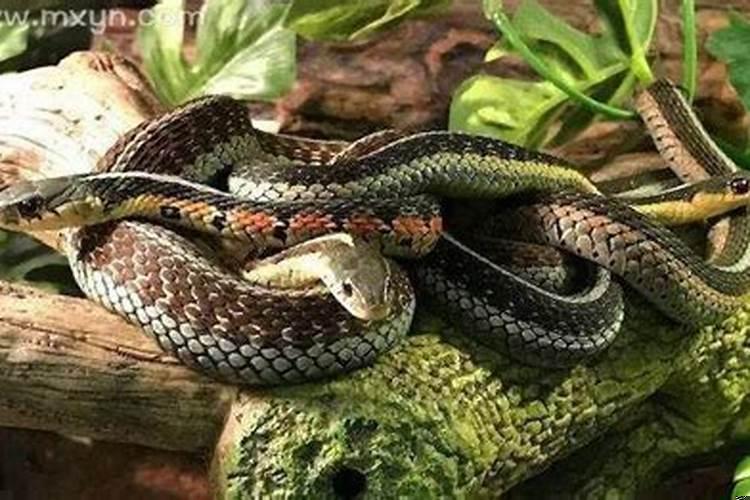 梦见龙卷风从身边经过