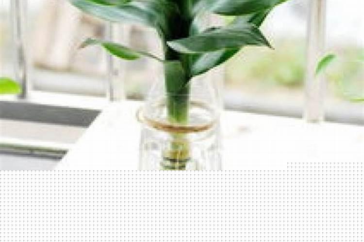 风水富贵竹摆在家里什么位置好