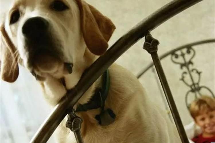 1994属狗男的一生婚姻如何