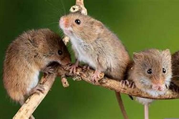 梦见好多的老鼠啥意思