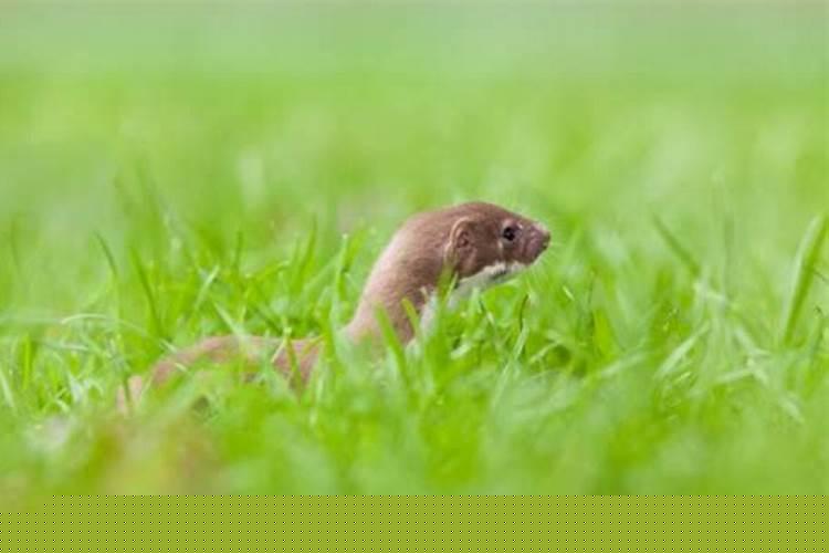 厂里进来一只黄鼠狼预示着什么意思