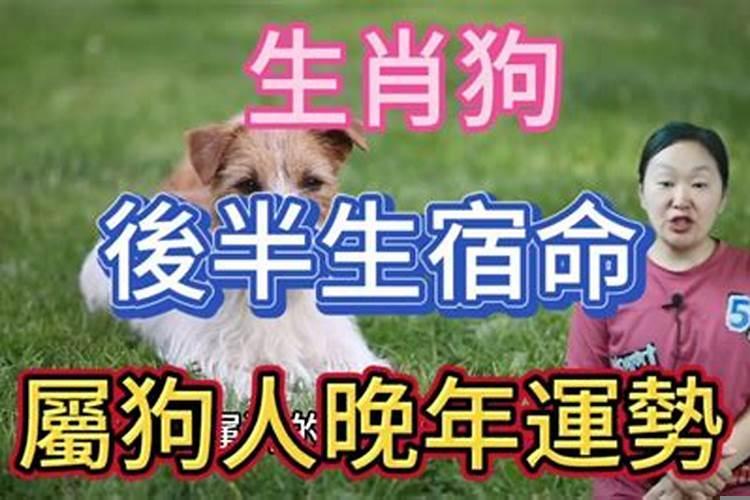 生肖狗晚年宿命