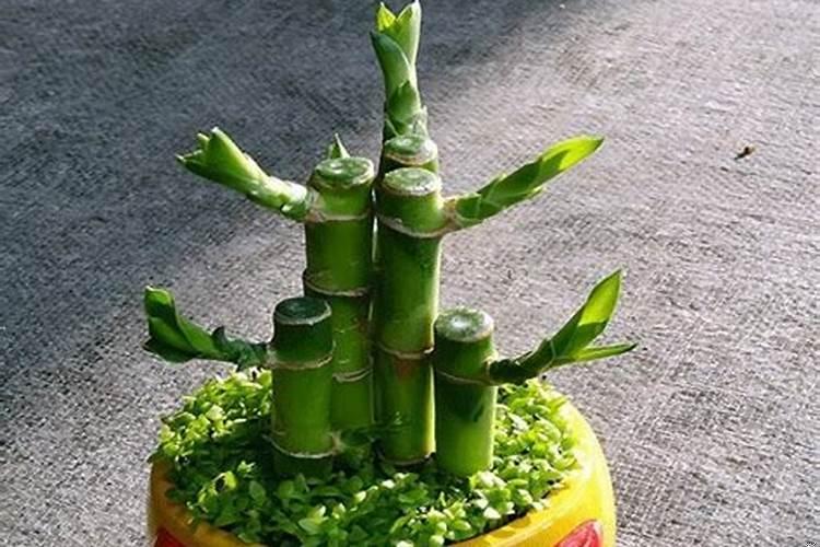 风水富贵竹摆在家里什么位置好