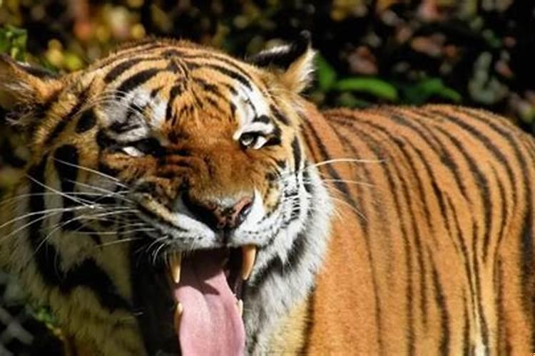 属虎小人属相是什么