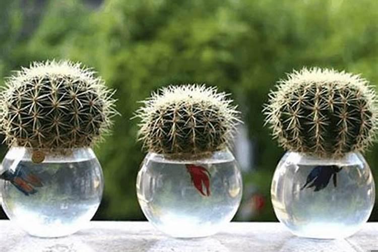 仙人掌的摆放风水