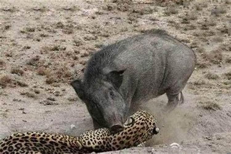 男属蛇女属猪的婚姻好不好