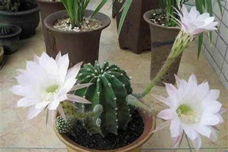 仙人掌的摆放风水