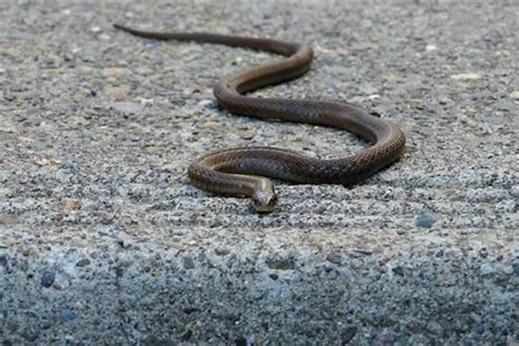 女人怀孕老公梦见蛇