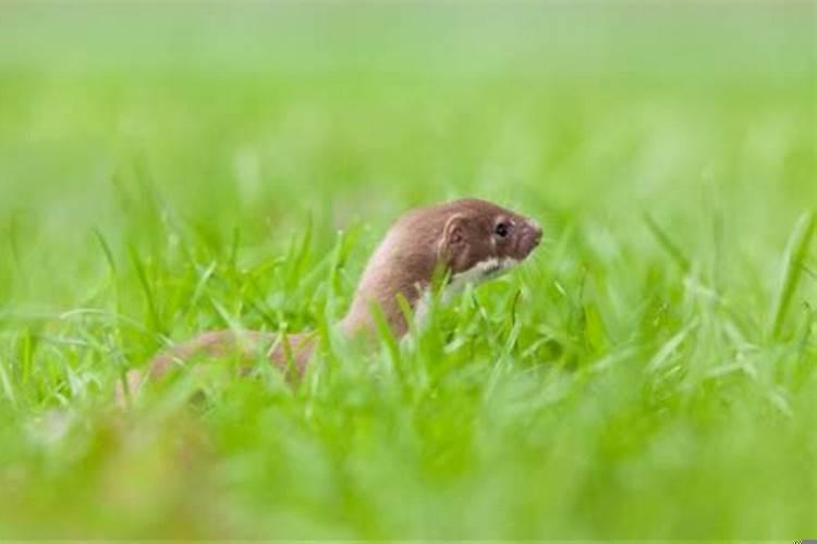 厂里进来一只黄鼠狼预示着什么意思