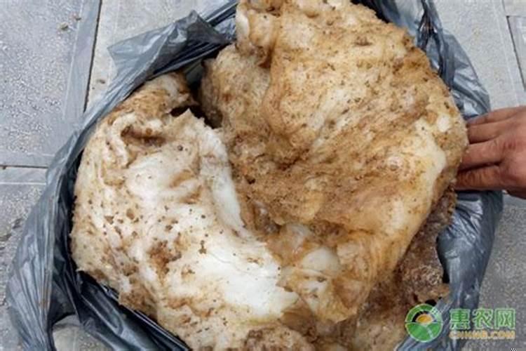 太岁国际市场价