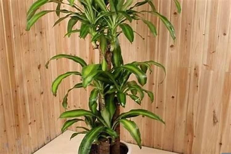 太岁能用开水泡吗