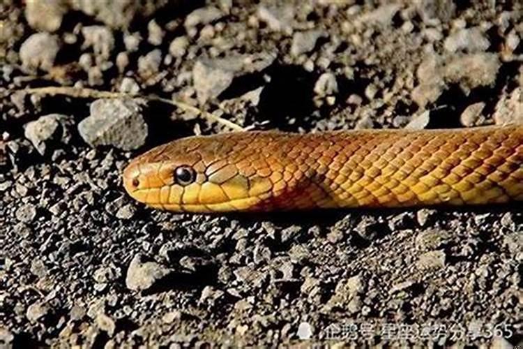 男老鼠和女蛇相配婚姻如何