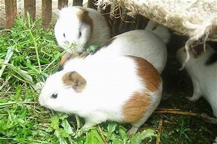 鼠跟兔婚姻配吗