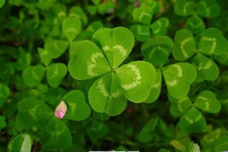 梦见什么有好运